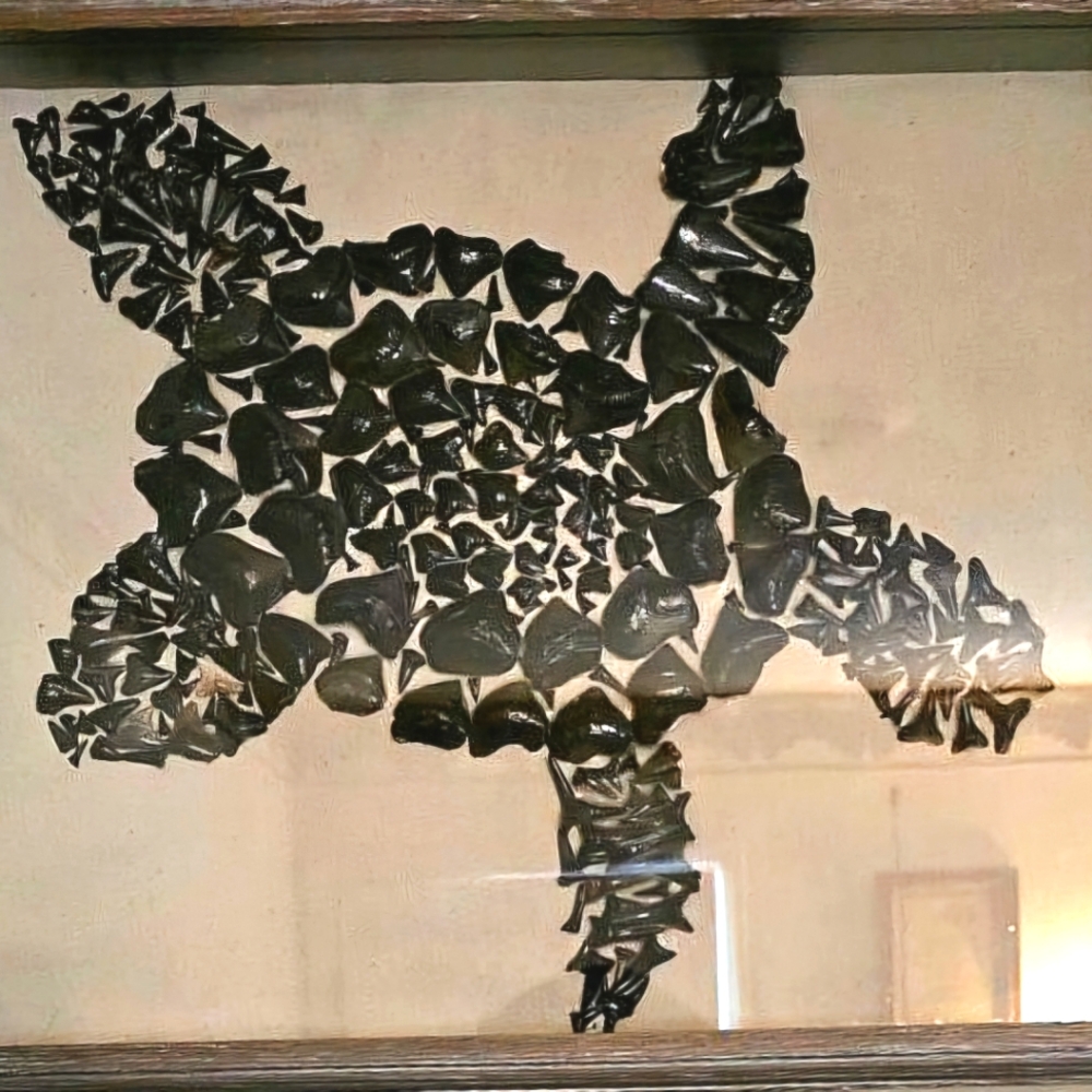 Framed Sharks Teeth Handmade wall art nautical Seaturtle